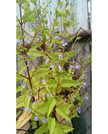 Virginia Skullcap AKA Mad-Dog Skullcap