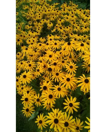 Black-Eyed Susan