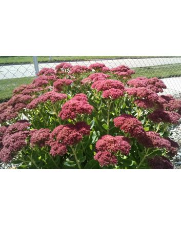 Showy Stonecrop, Pink Shades Mix Seeds (Naturally Grown)