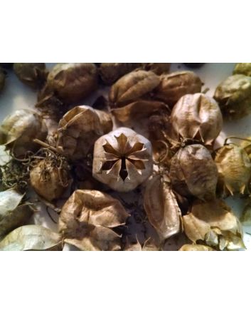 Love-in-a-Mist 'Miss Jekyll Blue' Seeds (Naturally Grown)