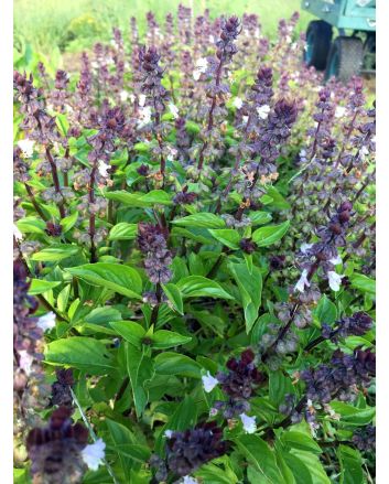 Basil 'Christmas'
