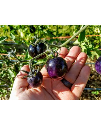 Tomato 'Indigo Rose'