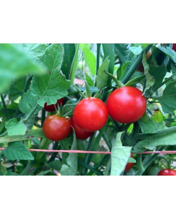 Tomato 'Remy Rouge' Seeds (Certified Organic)