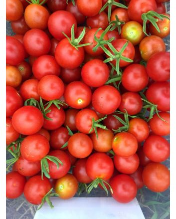Tomato 'Remy Rouge' Plant (4" Pot, single)