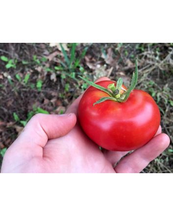 Tomato 'Kewalo'