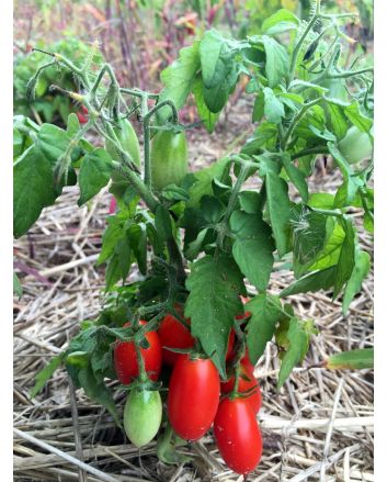 Tomato 'Hardin's Miniature' 