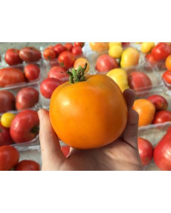 Tomato 'Moonglow' 