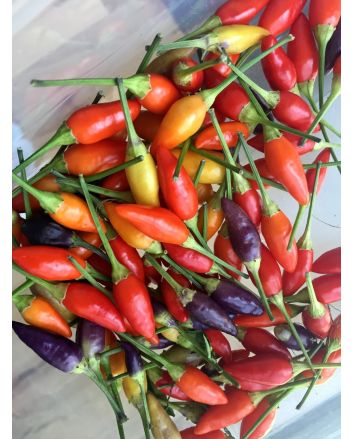 Hot Ornamental Pepper ‘NuMex Twilight’ Seeds