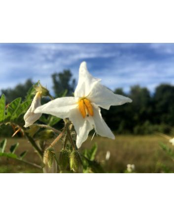 Litchi Tomato AKA Morelle de Balbis 