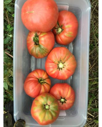 Tomato 'Barlow Japanese'