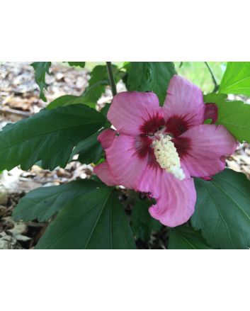 Red/Pink Rose of Sharon Seeds (Naturally Grown)