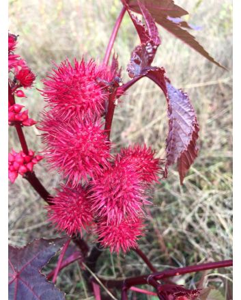 Castor Bean 'Impala' 