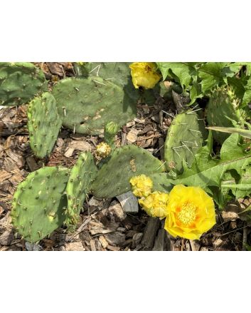 Hardy Prickly Pear Cactus Seeds (Certified Organic)