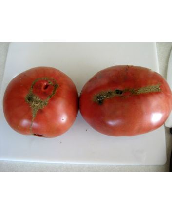 Tomato 'Sara Black' Seeds (Certified Organic)