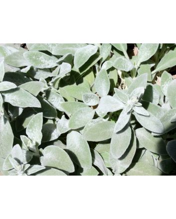 Lamb's Ear 