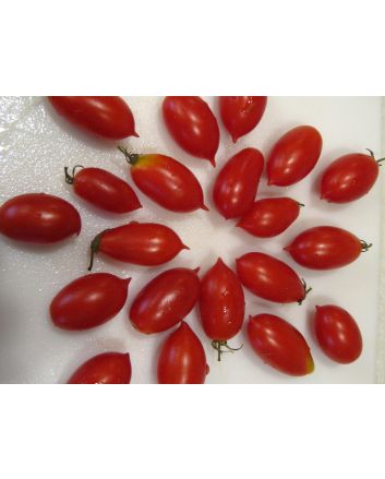 Tomato 'Hardin's Miniature' 