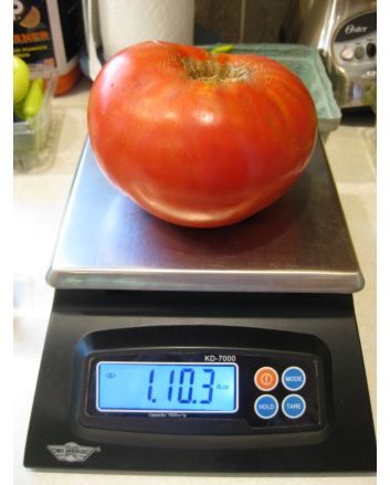 Tomato 'Delicious'