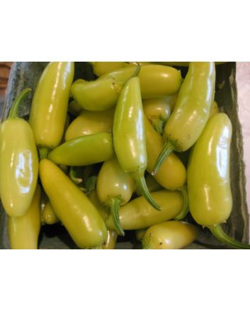 Hot Pepper 'Jaloro Golden Jalapeno'
