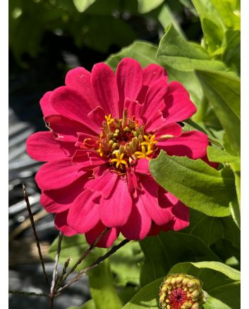 Zinnia 'Magellan Mix' Seeds (Naturally Grown)
