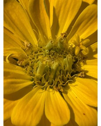 Zinnia 'Magellan Mix' Seeds (Naturally Grown)