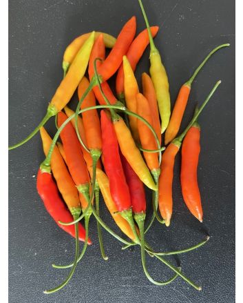 Hot Pepper ‘Birgit's Locoto’