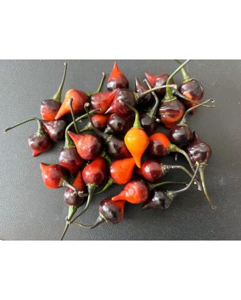 Hot Pepper ‘Biquinho Black' Seeds (Naturally Grown)