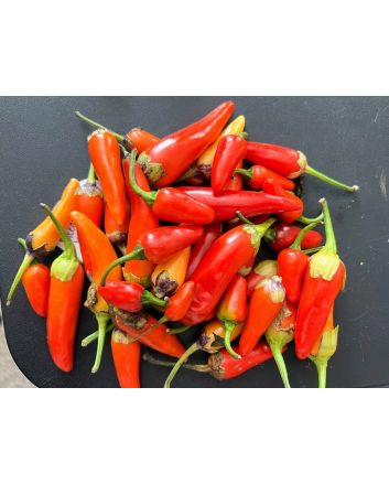 Hot Pepper ‘Bleeding Rawit White' Seeds (Naturally Grown)