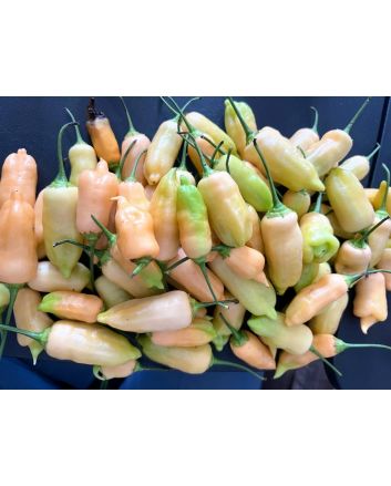 Hot Pepper ‘Sugar Rush Peach’ 