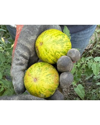 Tomato 'Jolie Coeur Yellow' Seeds (Naturally Grown)
