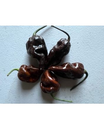 Hot Pepper ‘Chocolate Bastard' Seeds (Naturally Grown)