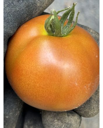 Dwarf Tomato 'Bundaberg Rumball' Seeds (Naturally Grown)