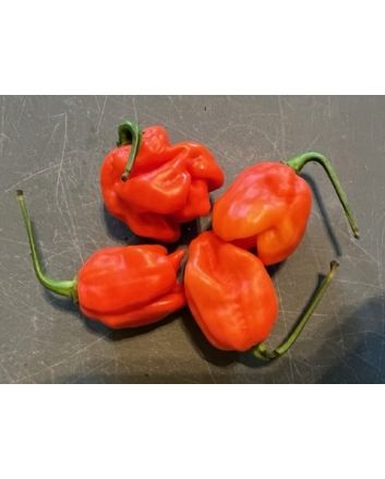 Hot Pepper 'Lemon Ghostly Jalapeno RED CROSS' Seeds (Naturally Grown)