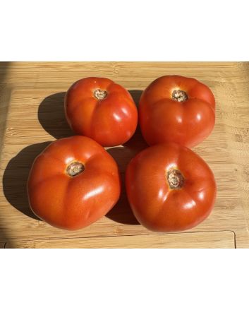 Tomato 'Livingston's Honor Bright' Seeds (Naturally Grown)