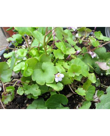 Ivy-Leaved Toadflax Seeds (Certified Organic)