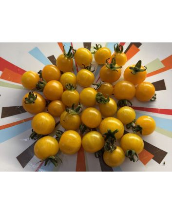 Tomato 'Burgess Lemon' Seeds (Naturally Grown)