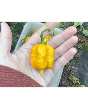 Hot Pepper 'Yellow Carolina Reaper' AKA ‘Reaper Moruga Yellow' Seeds (Naturally Grown)