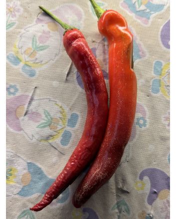 Hot Pepper ‘Garden Salsa F2’ Seeds (Naturally Grown)
