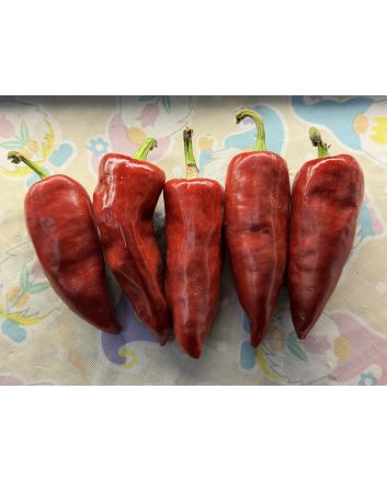Hot Pepper ‘Chilhuacle Rojo' Seeds (Naturally Grown)