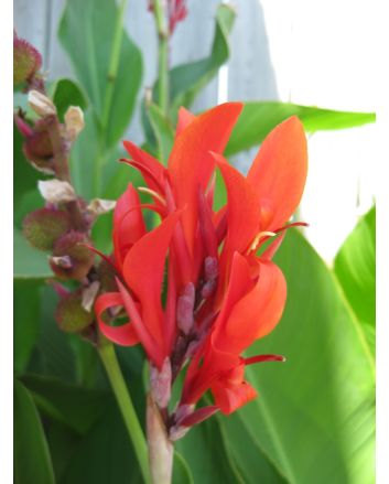 Canna 'Indian Shot'