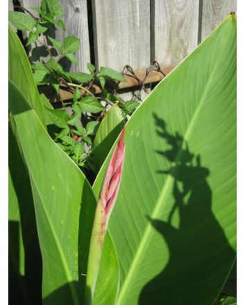Canna 'Indian Shot'
