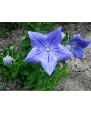 Balloon Flower 'Sentimental Blue' 