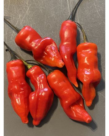 Hot Pepper ‘Sugar Rush Red’ Seeds (Naturally Grown)