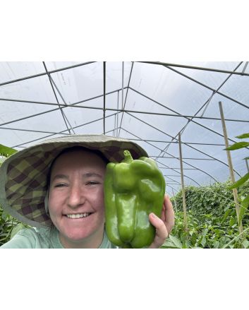 Sweet Pepper 'Yellow Monster' Seeds