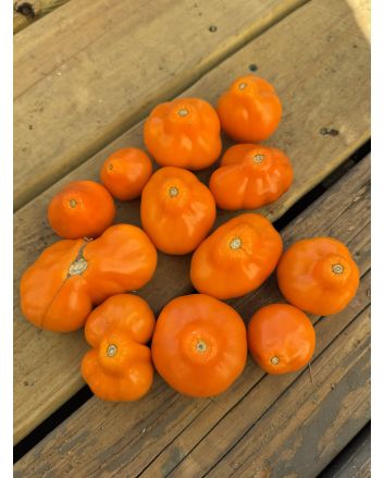 Tomato 'Aladdin's Lamp' Seeds (Naturally Grown)