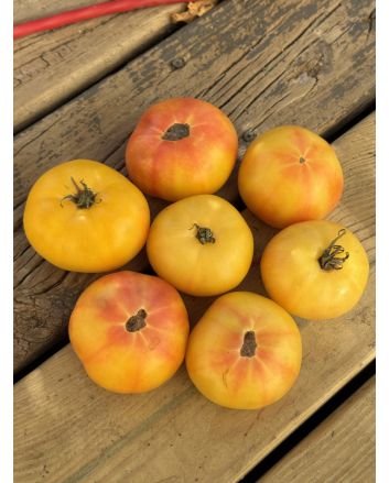Tomato 'Thorburn's Lemon Blush' Seeds