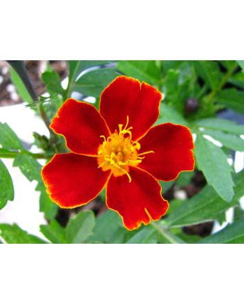 Marigold 'Scarlet Starlet'