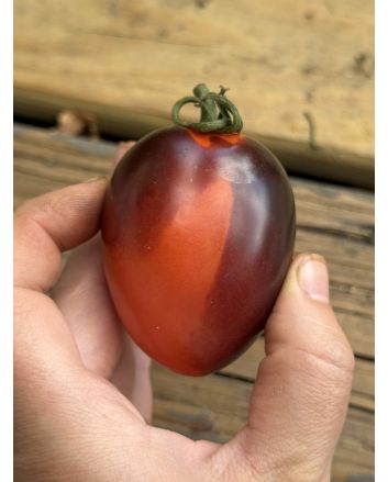 Tomato 'Blue Marzano' Seeds