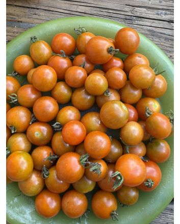 Tomato 'Sun Sugar Red Cherry' Seeds