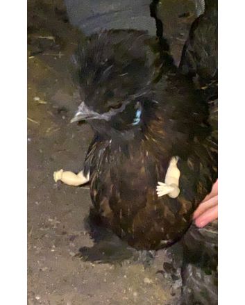 3D Printed Baby and Adult Human Arms/Hands for Chickens and Roosters
