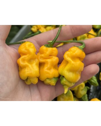 Hot Pepper 'Goronong' Seeds